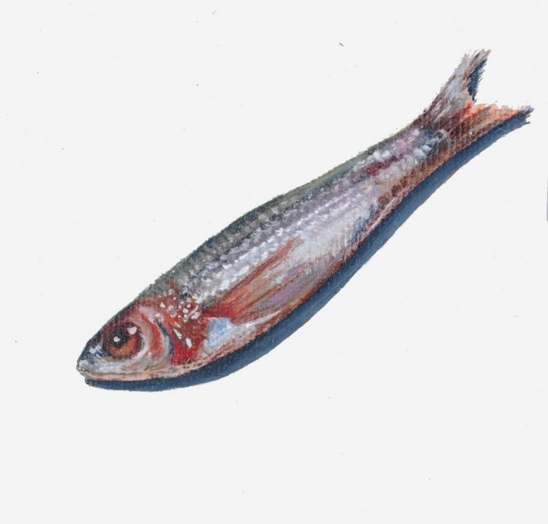 Fish III-(10×10 cm) oil on canvas