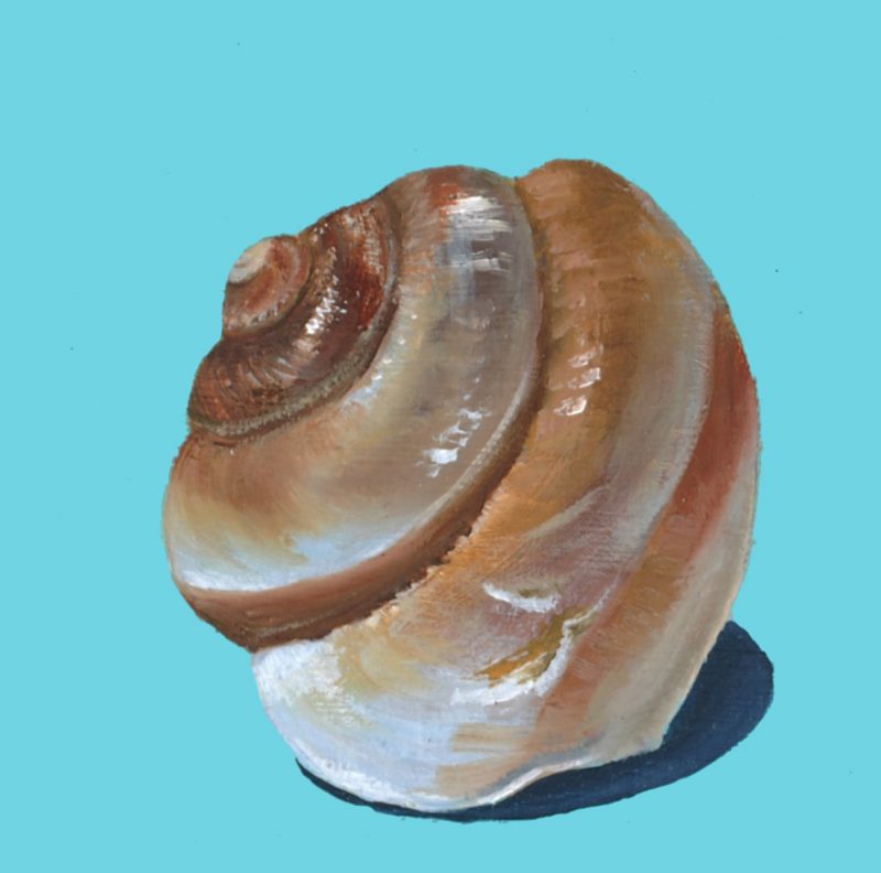 Seashell I-(10×10 cm) oil on canvas