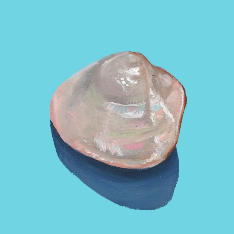 Seashell II-(10×10 cm) oil on canvas