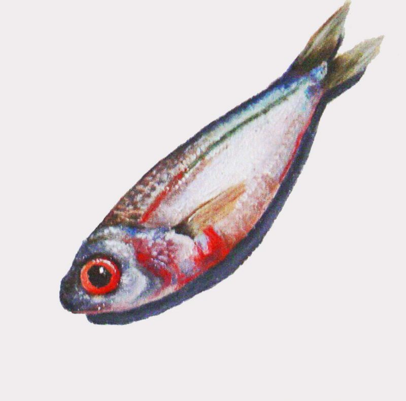 Fish XI (10×10 cm) oil on canvas